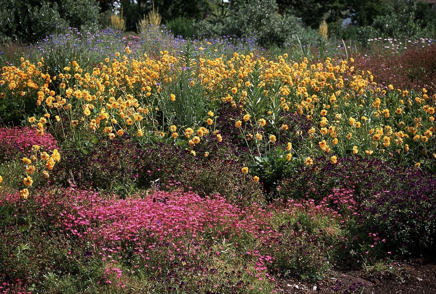 Geum chiloense 'Lady Stratheden‘ / Chilenische Nelkenwurz