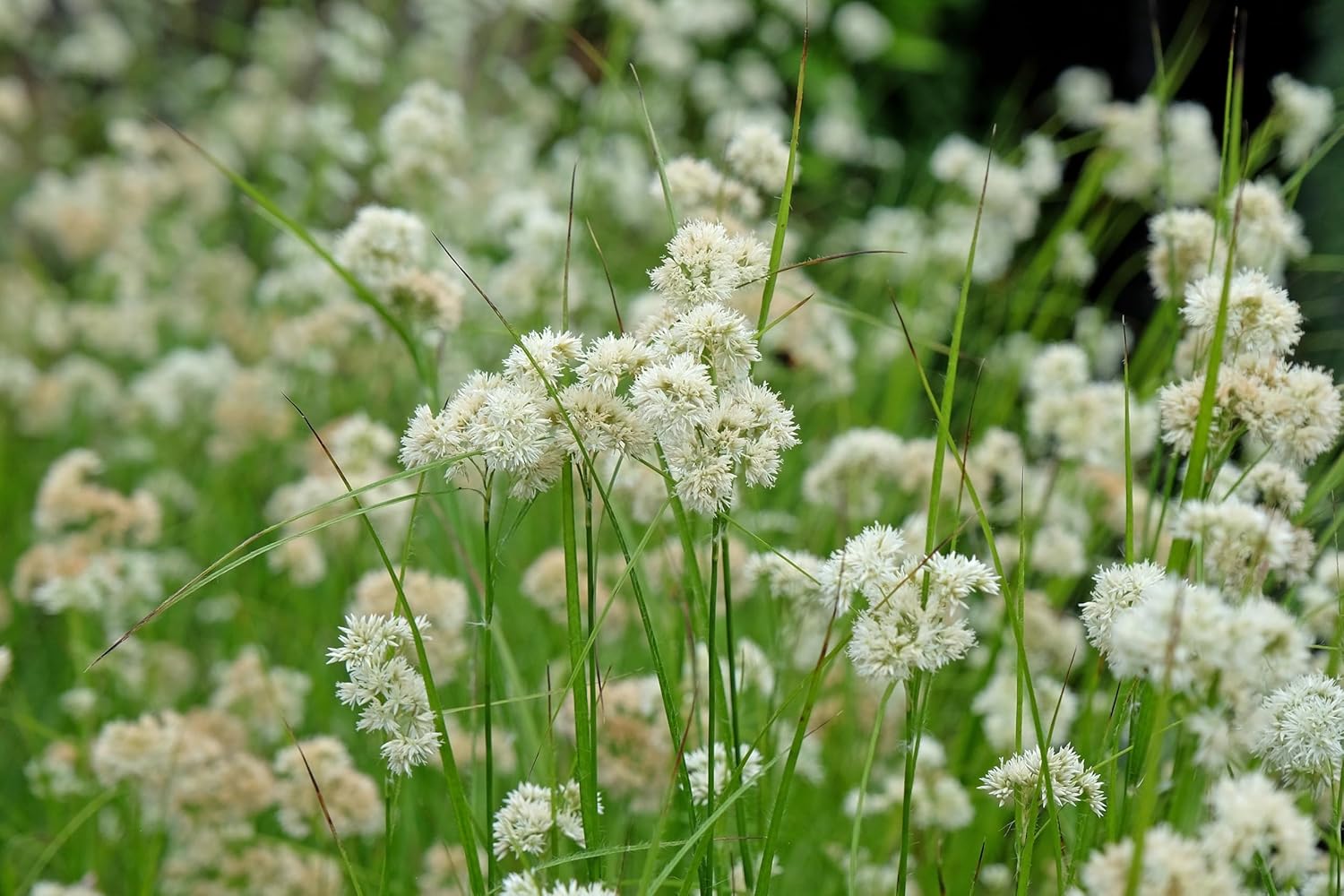 Luzula nivea / Schnee-Marbel