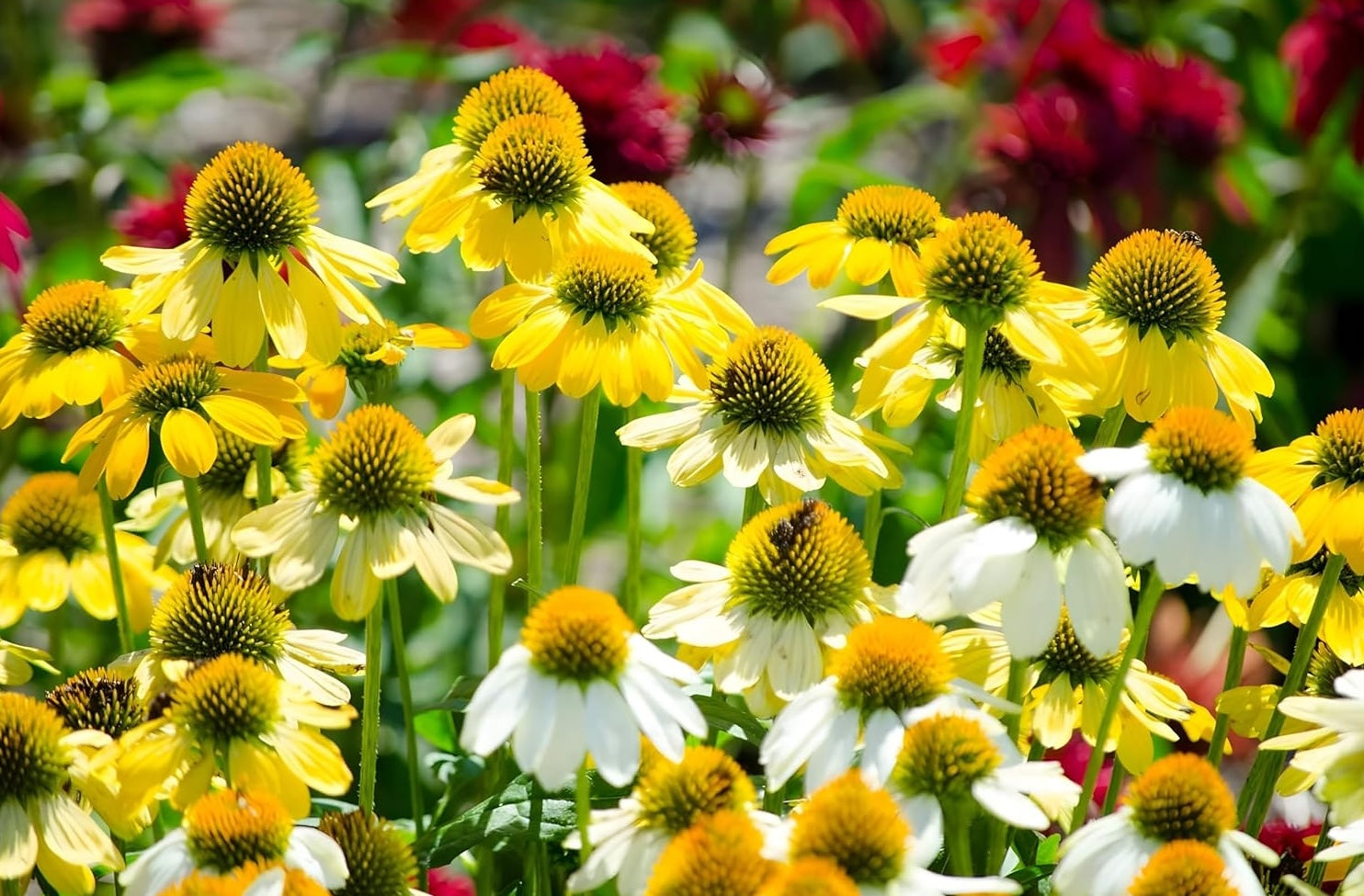 Echinacea purpurea 'Mellow Yellow' / Scheinsonnenhut