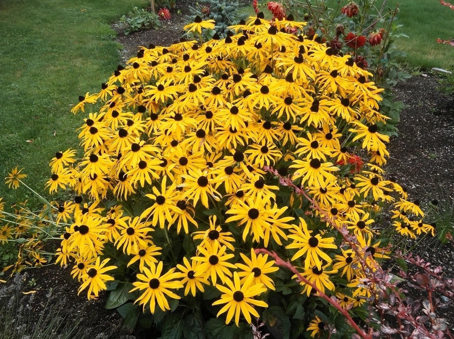 Rudbeckia fulgida 'Goldsturm' / Sonnenhut
