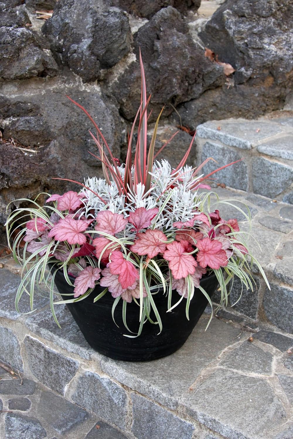 Heuchera Hybride 'Georgia Peach' / Purpurglöckchen