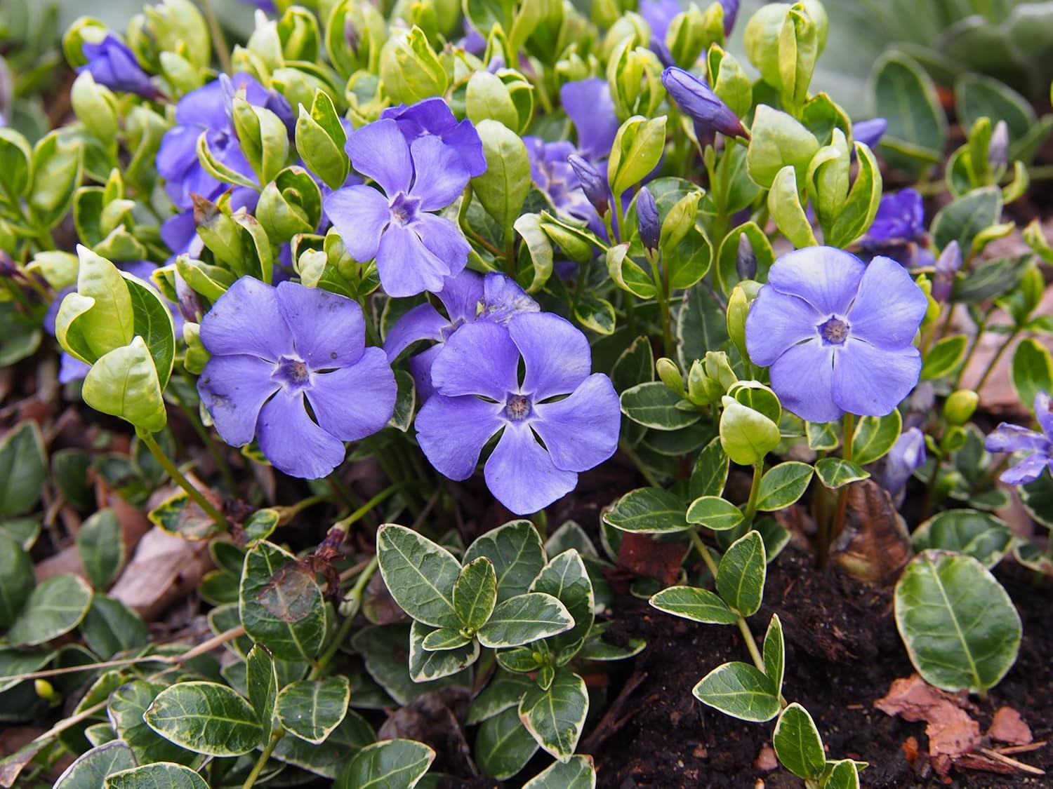 Vinca minor 'Ralph Shugert' / Kleines Immergrün