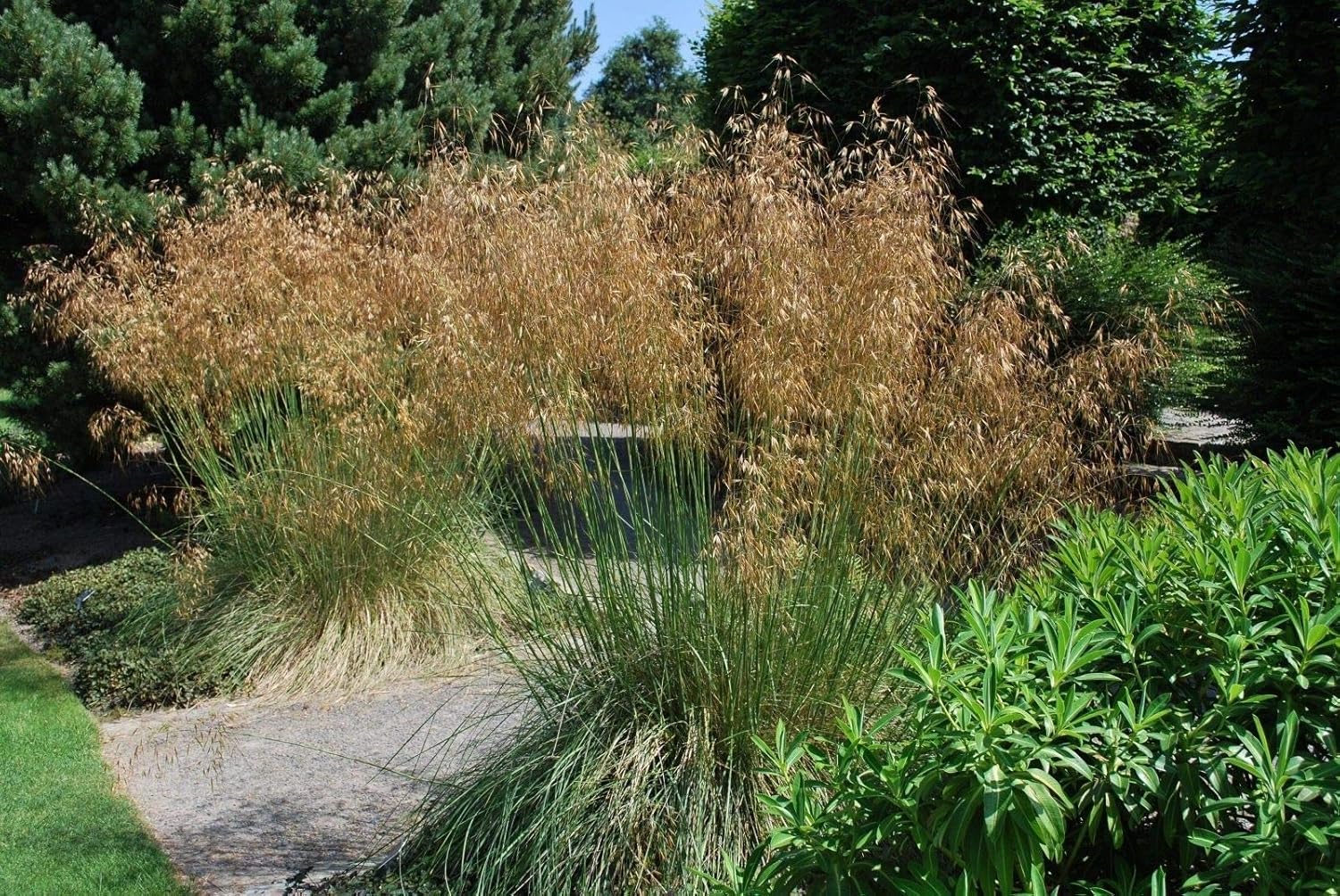 Stipa gigantea / Riesen-Federgras