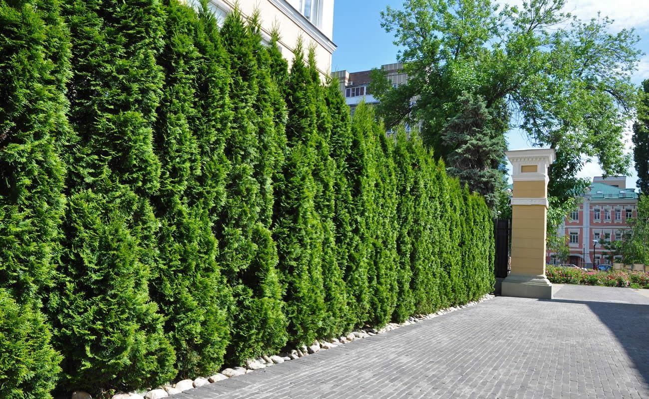 Thuja occidentalis 'Smaragd' / Lebensbaum