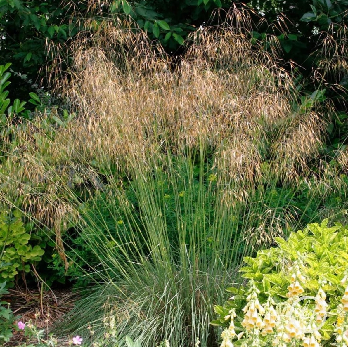 Stipa gigantea / Riesen-Federgras