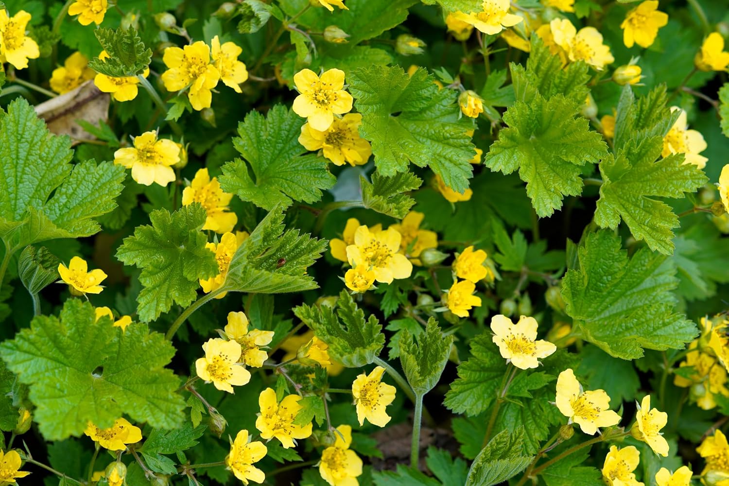 Waldsteinia geoides / Ungarwurz