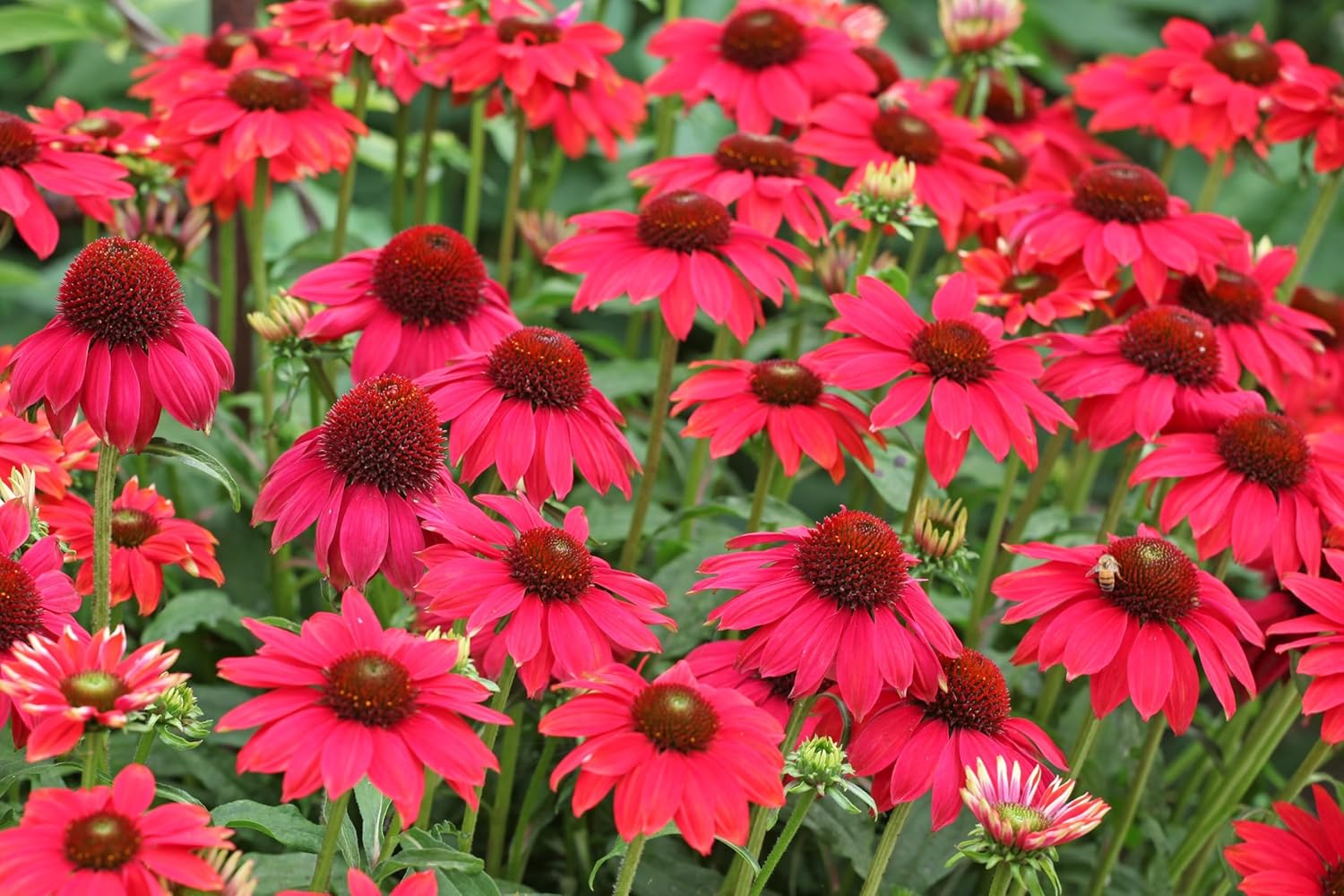 Echinacea purpurea ‚Lakota Red' / Scheinsonnenhut