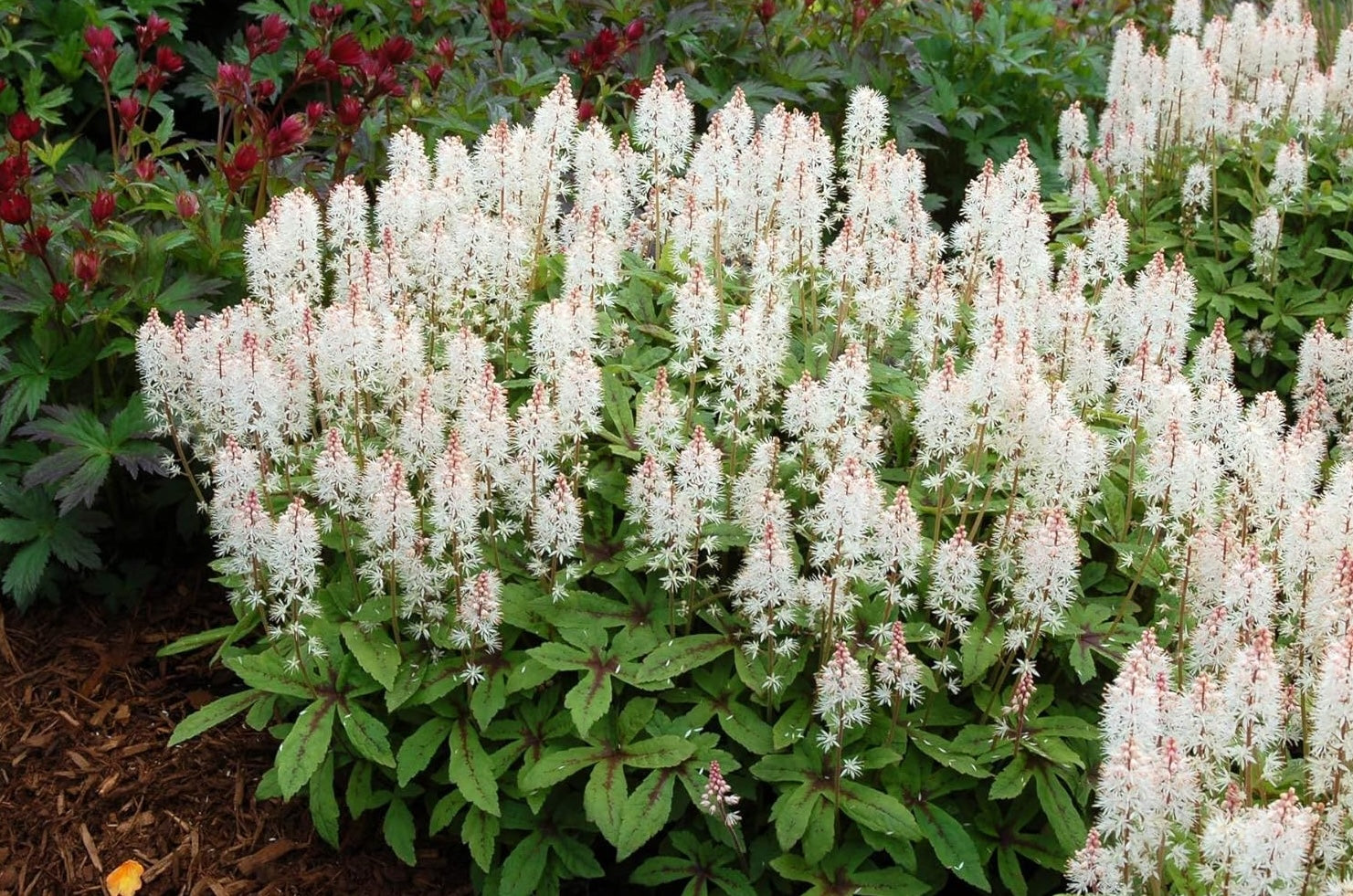 Tiarella Hybride 'Spring Symphony' / Schaumblüte