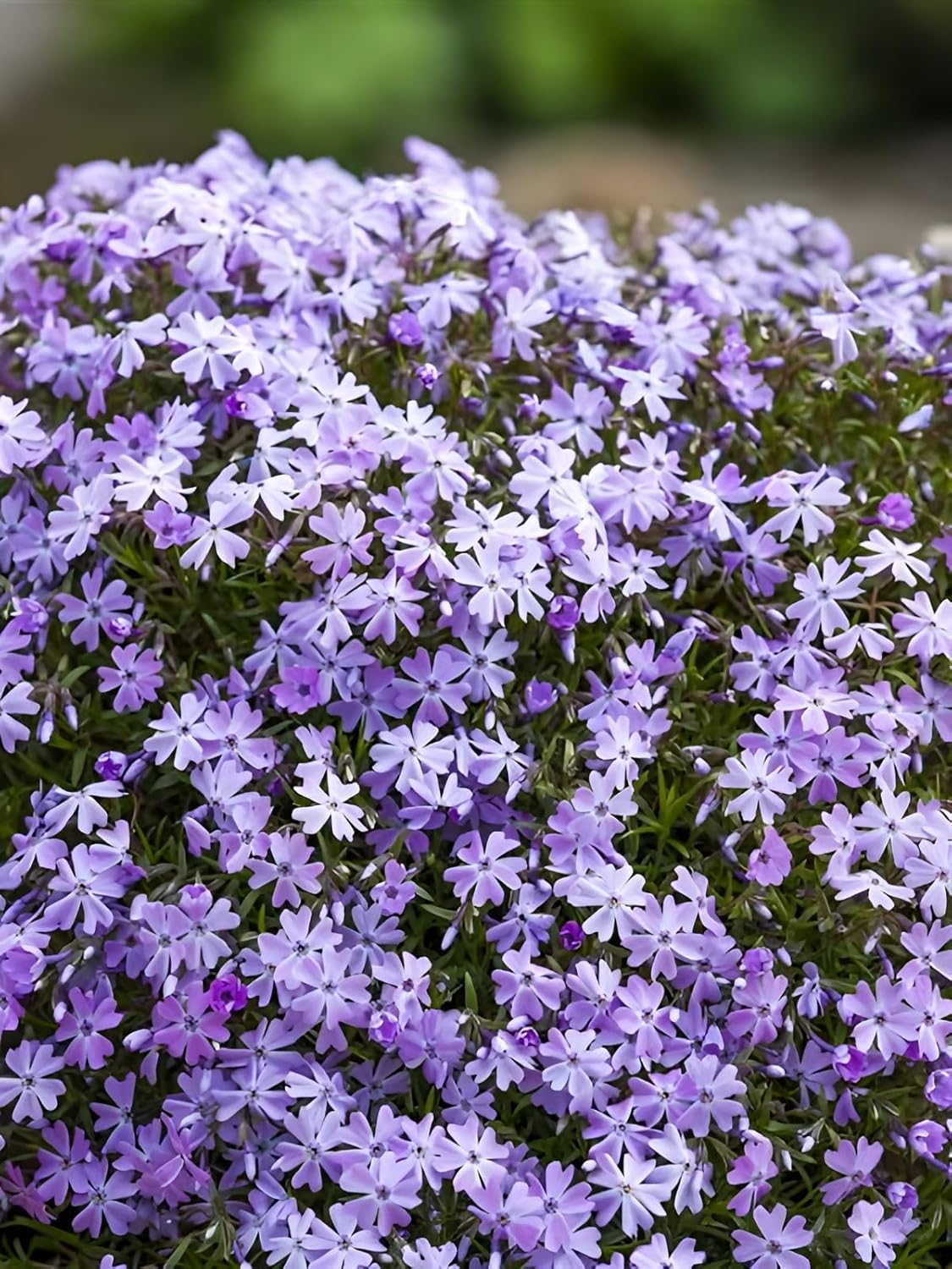 Phlox subulata 'Fabulous Blue Violet' / Blauer Polster-Phlox