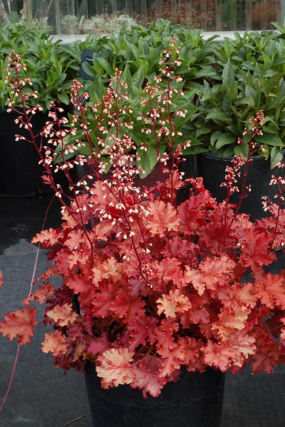 Heuchera Hybride 'Peach Crisp' / Purpurglöckchen