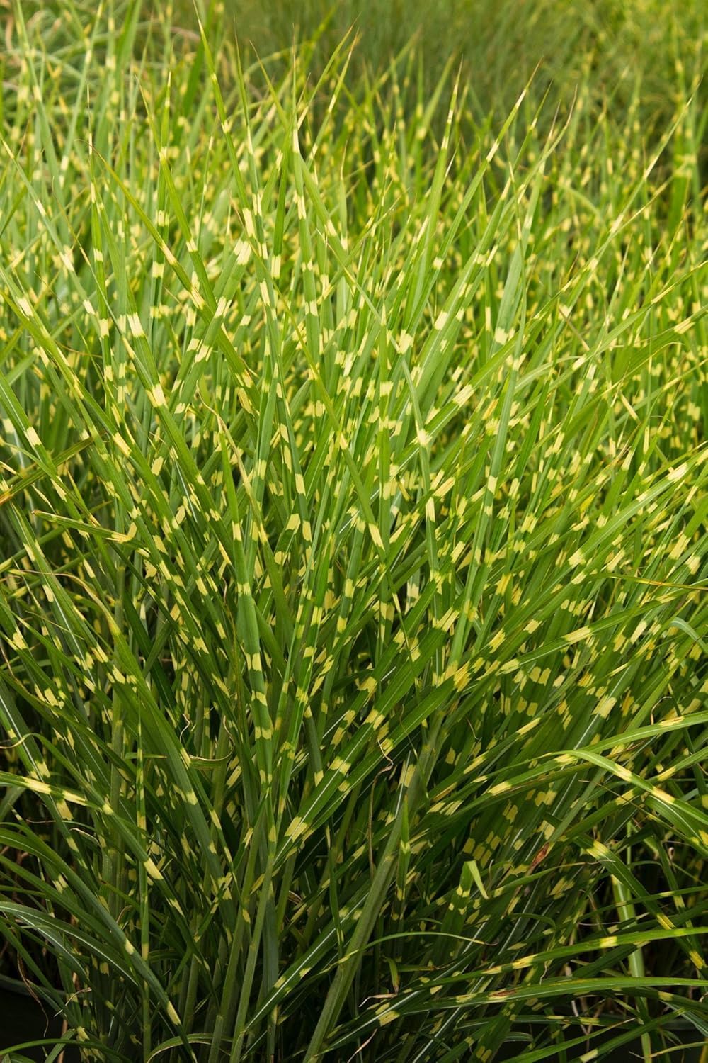 Miscanthus sinensis 'Strictus' / Zebraschilf - XXL Topf