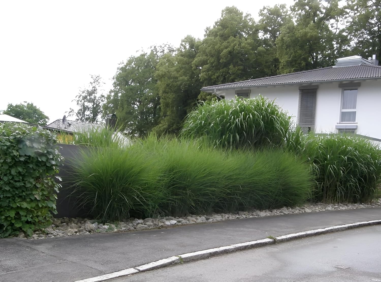 Miscanthus sinensis 'Gracillimus Nana' / Kleines Chinaschilf