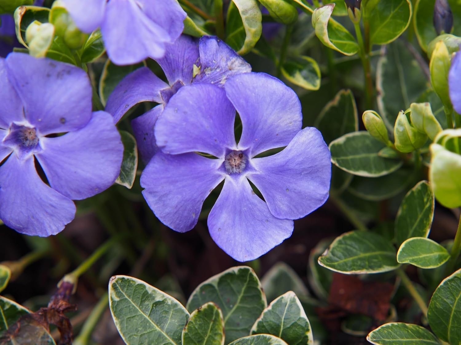Vinca minor 'Ralph Shugert' / Kleines Immergrün