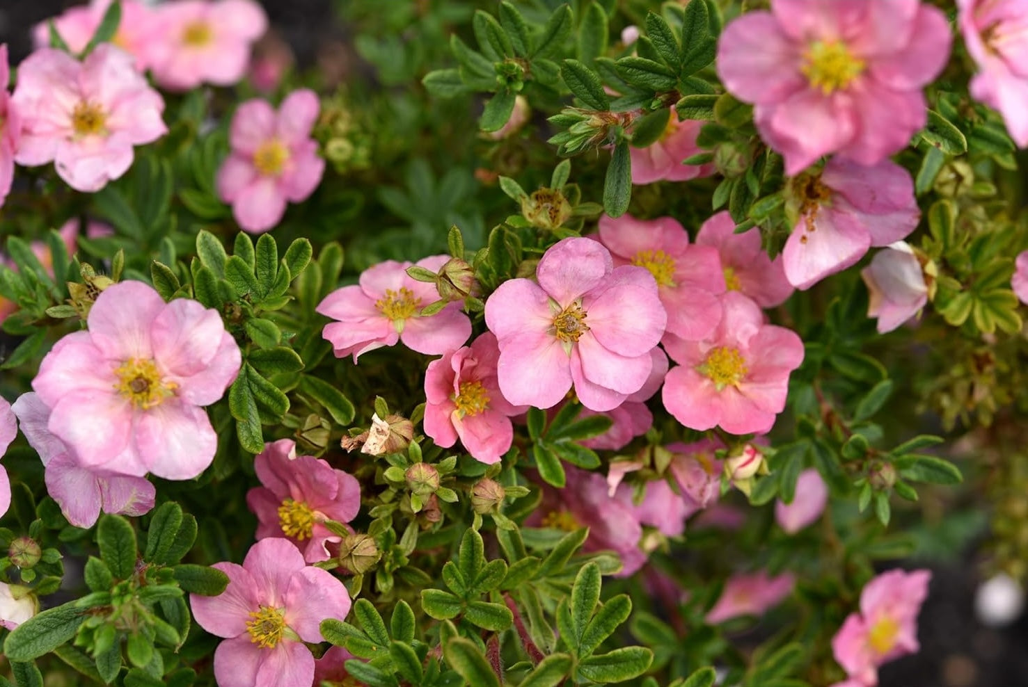 Potentilla fruticosa 'Pink Queen' / Rosa Fingerstrauch
