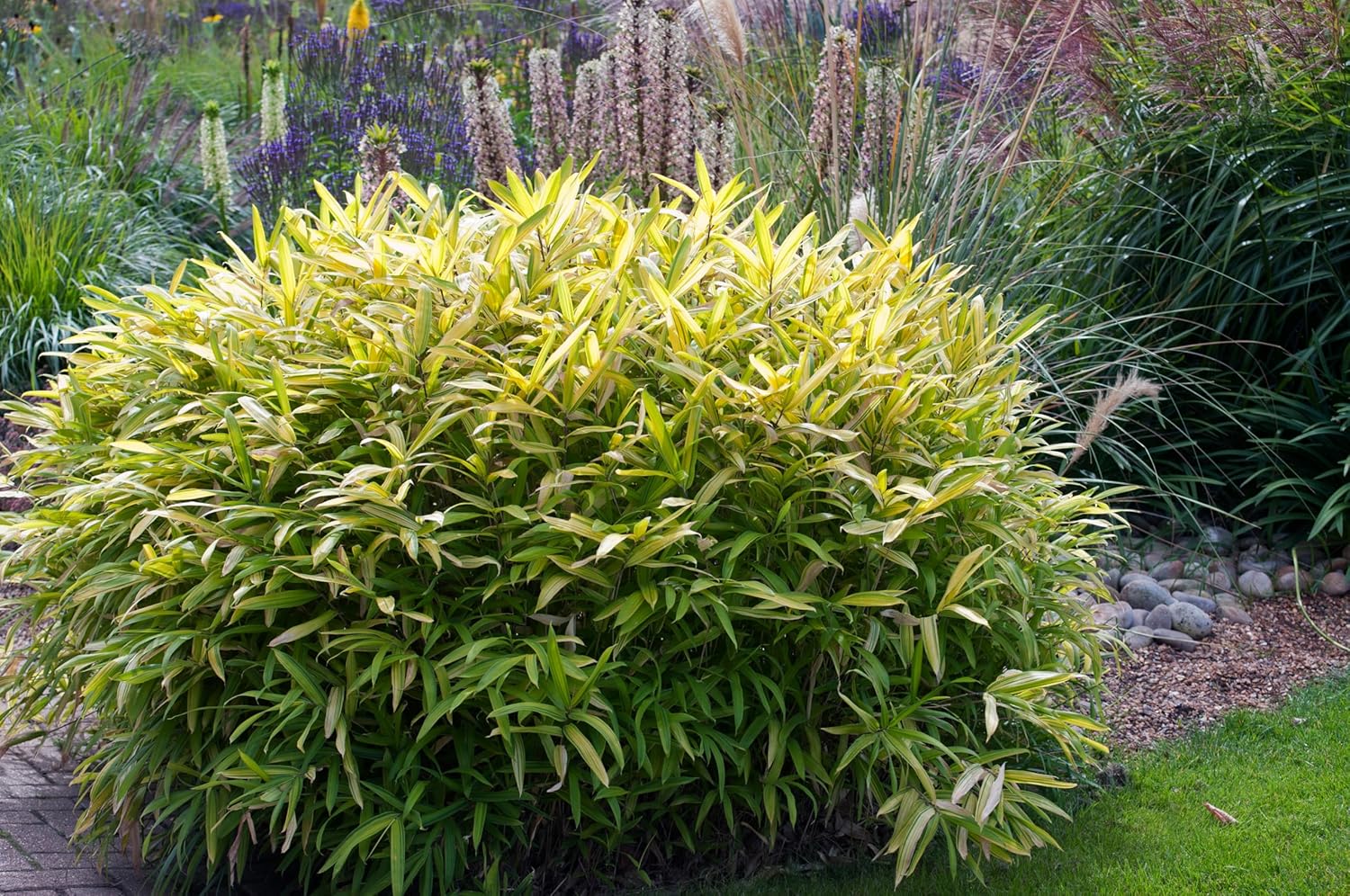 Pleioblastus 'Variegatus' / Bunter Zwergbambus