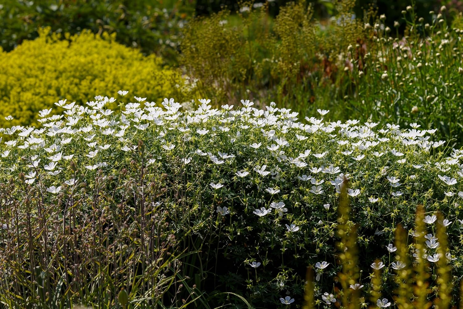 Geranium sanguineum 'Album' / Weißer Blut Storchschnabel
