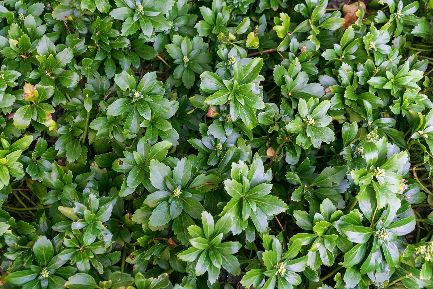 Pachysandra terminalis 'Green Sheen' / Dickmännchen