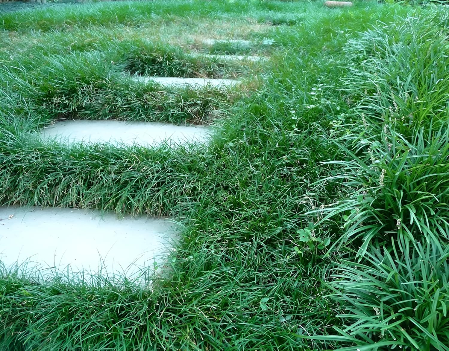 Ophiopogon japonicus / Japanischer Schlangenbart