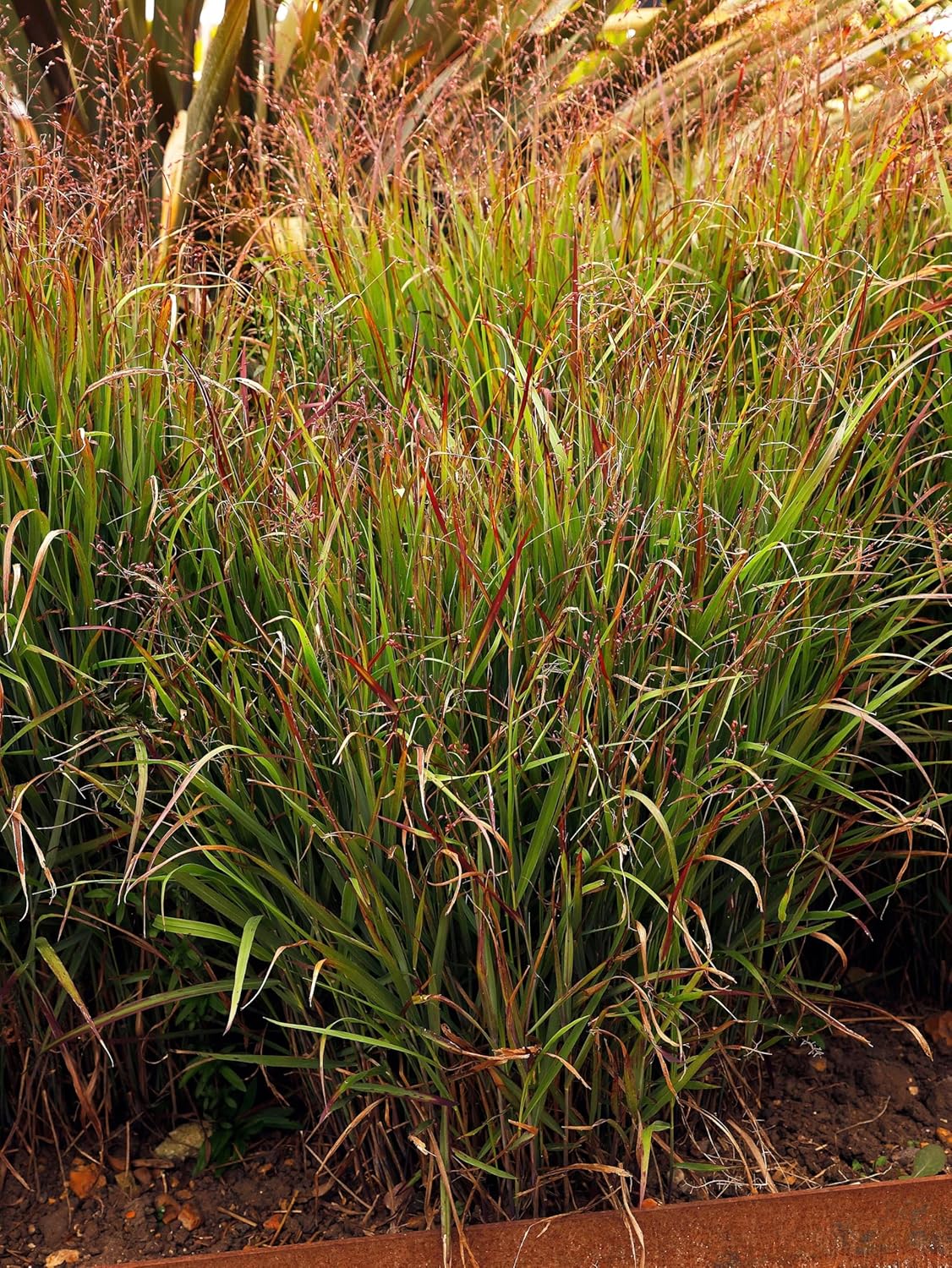 Panicum virgatum 'Squaw' /  Feuerrote Rutenhirse - XXL Topf