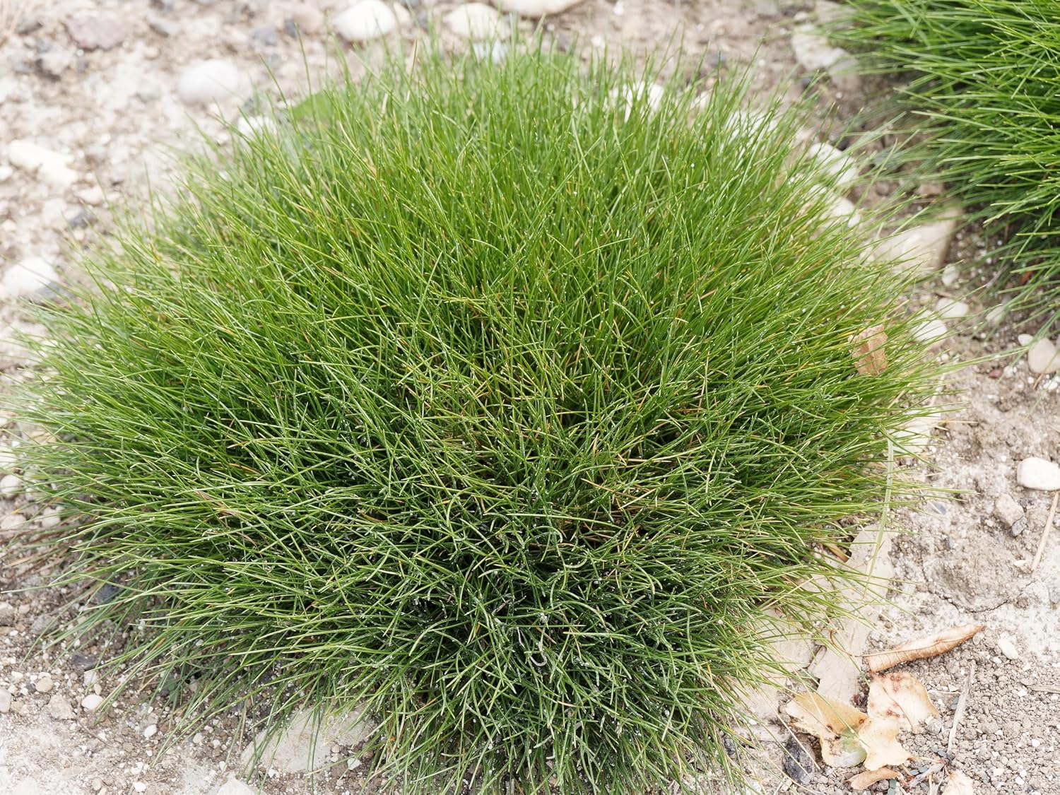 Festuca gautieri 'Pic Carlit' / Bärenfellgras