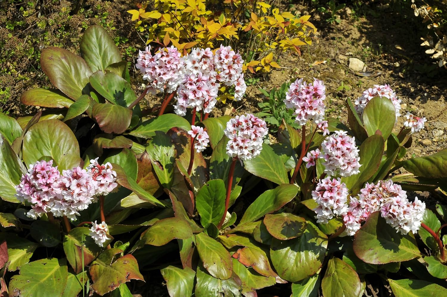 Bergenia cordifolia 'Beach' / Bergenie