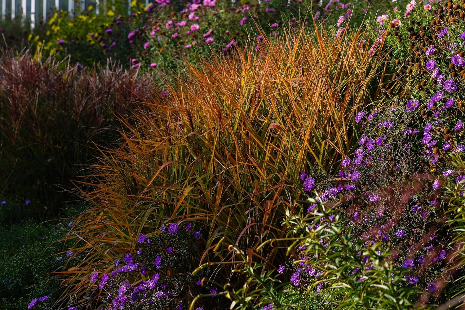 Miscanthus sinensis 'Purpurascens' / Chinaschilf