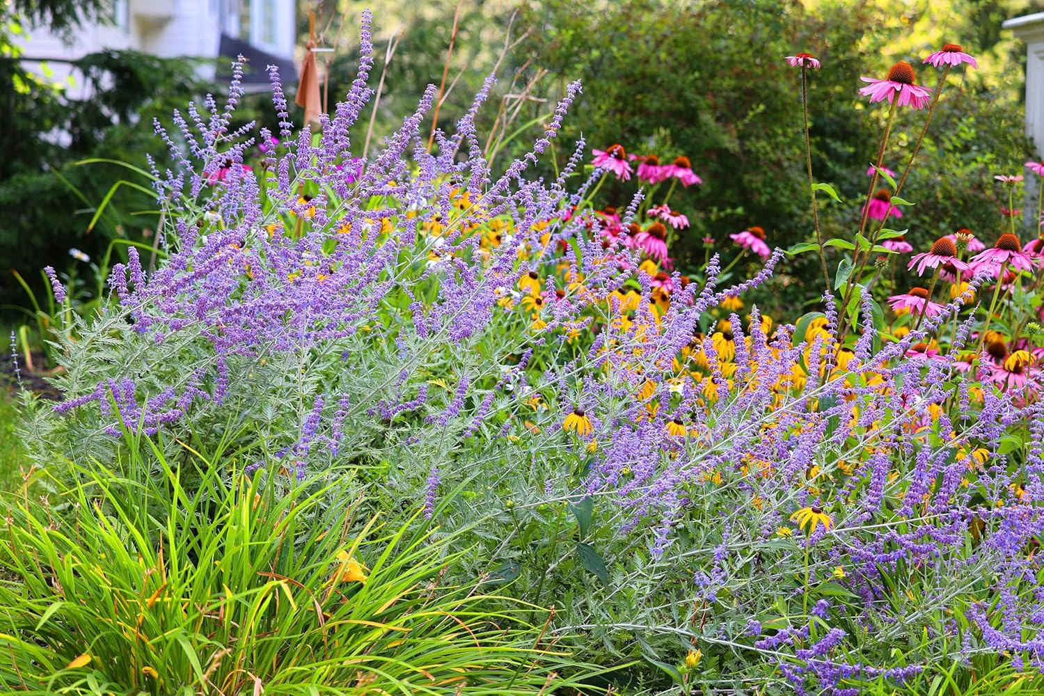 Perovskia atriplicifolia 'Little Blue Spire' / Zwerg Blauraute