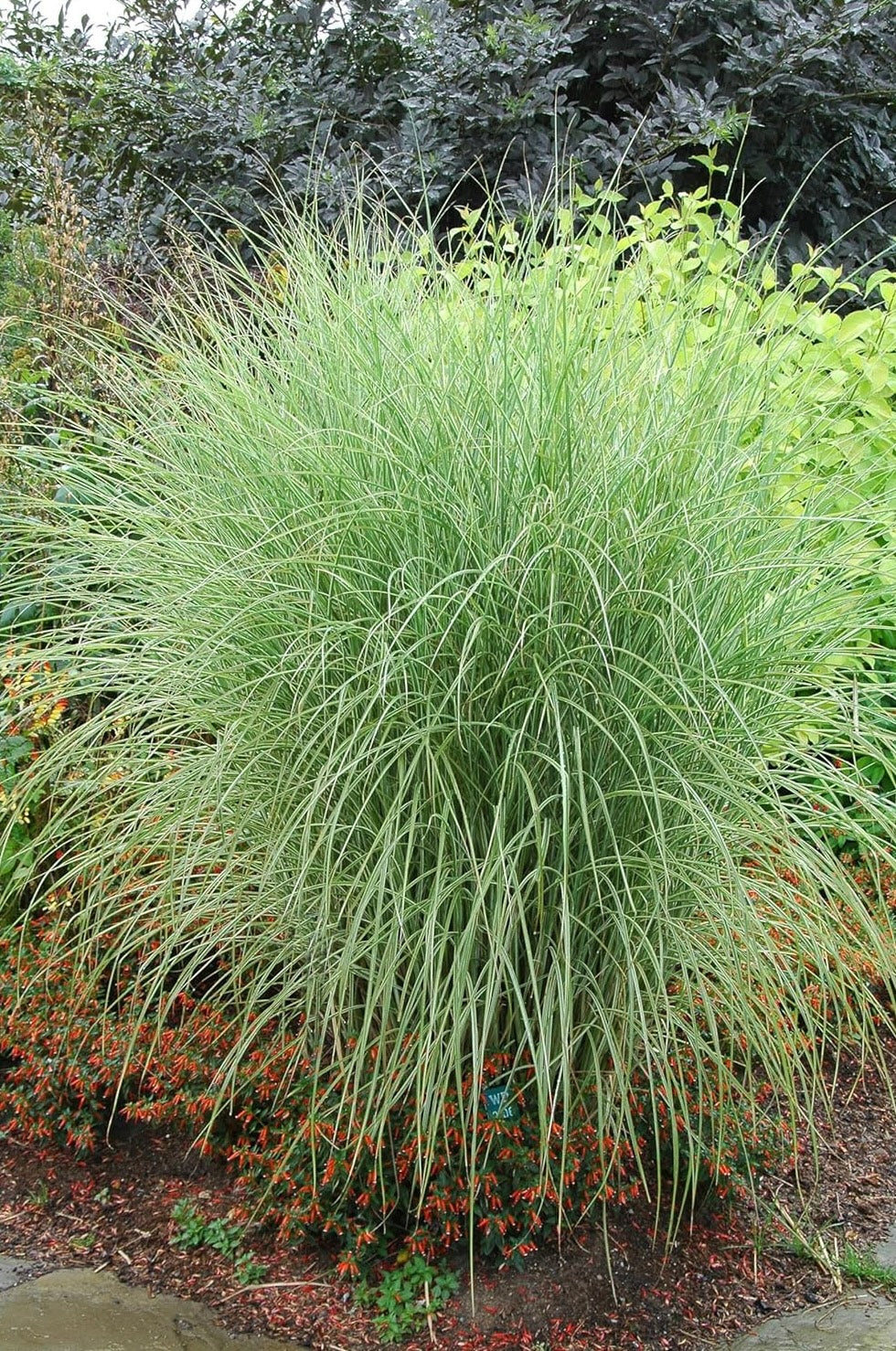 Miscanthus sinensis 'Morning Light' / Buntes Chinaschilf