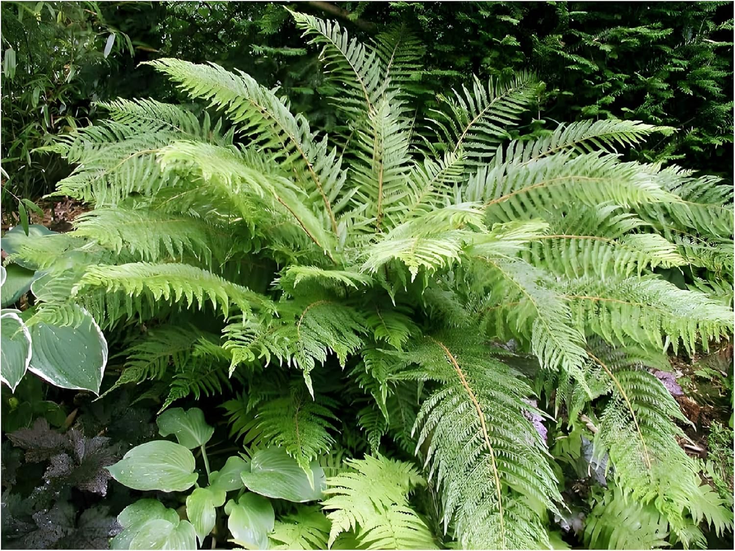 Polystichum setiferum 'Herrenhausen' / Filigranfarn