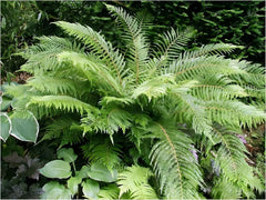 Grüner Polystichum setiferum 'Herrenhausen' Farn, Stauden Gänge, detaillierte Blätter und filigranes Blattmuster sichtbar