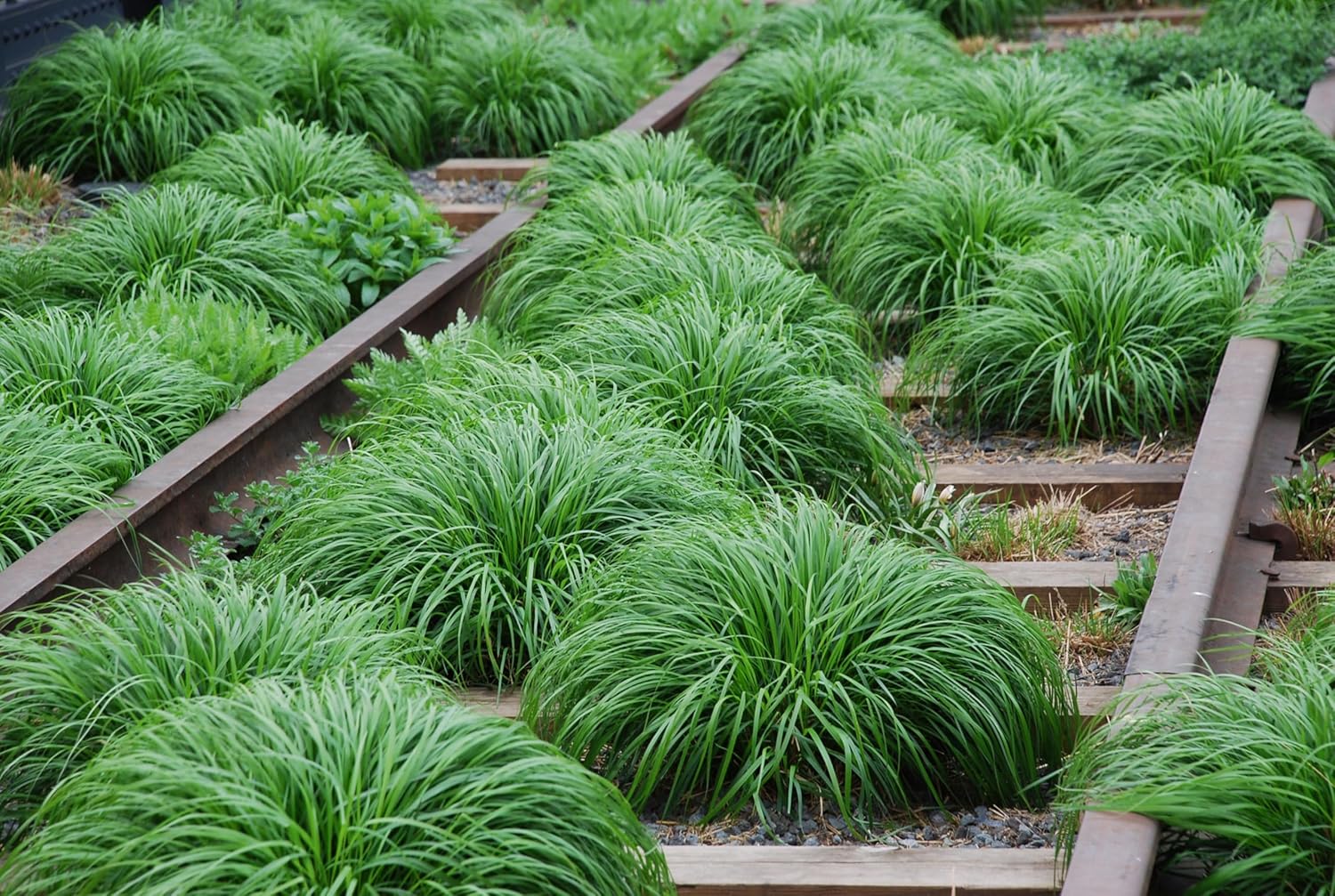 Carex oshimensis ‚JS Greenwell' / Japan Segge