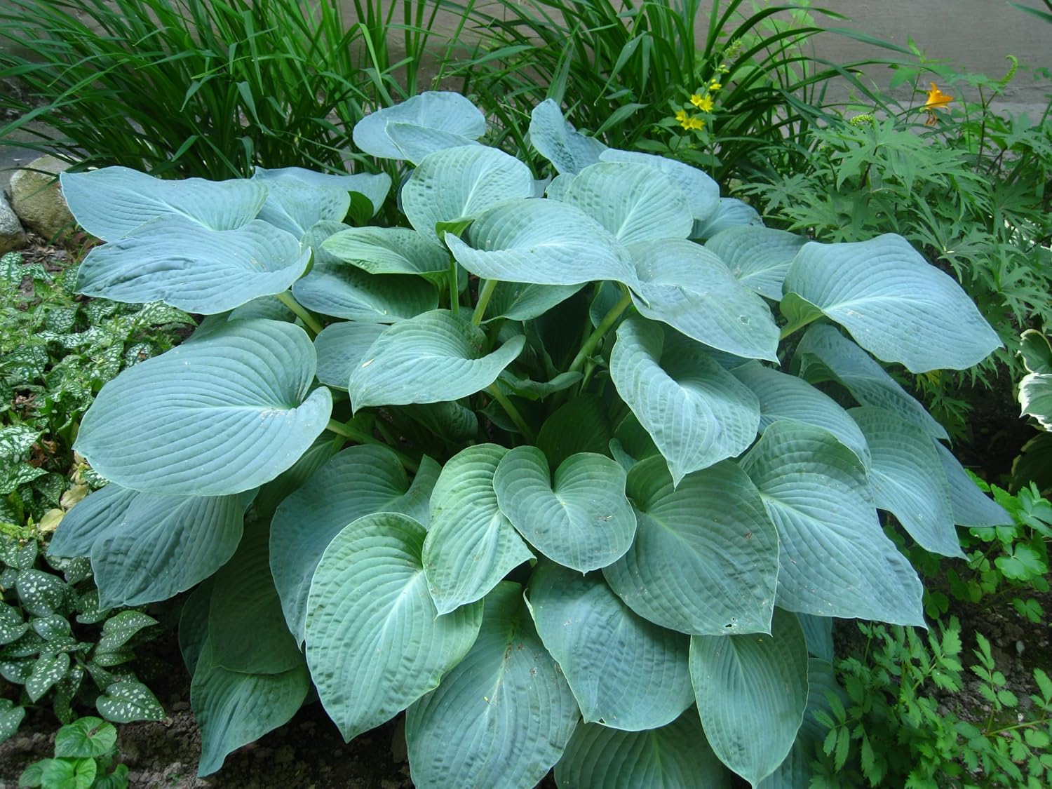 Hosta plantaginea 'Fragrant Blue' / Blaue Duft Funkie
