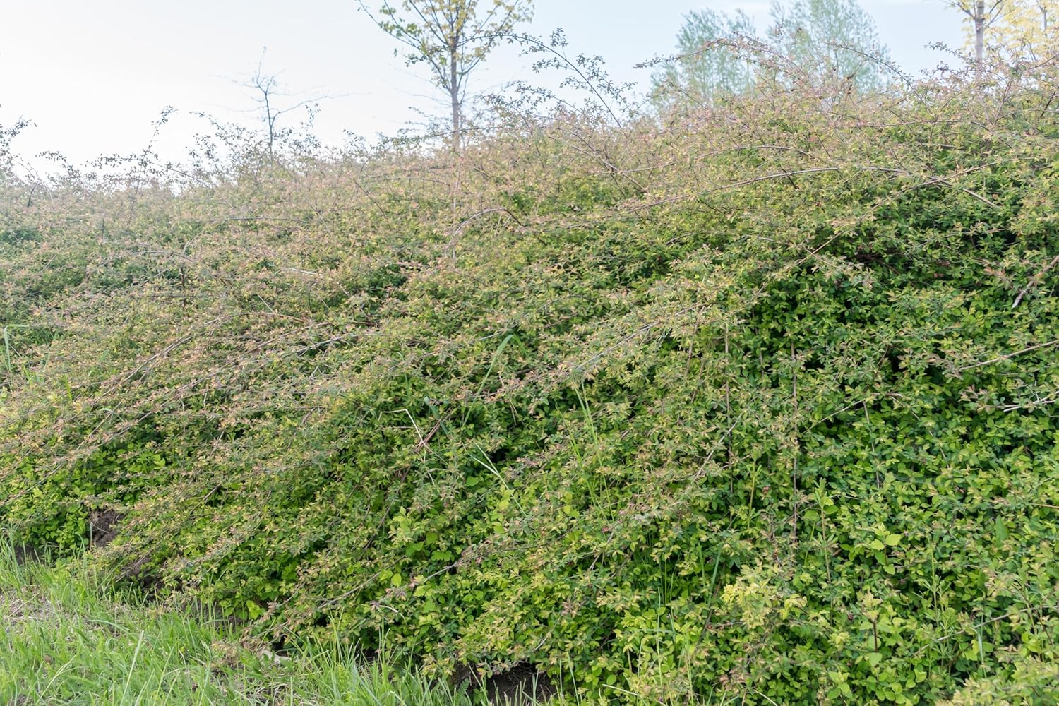 Symphoricarpos x chenaultii 'Hancock' / Niedrige Purpurbeere