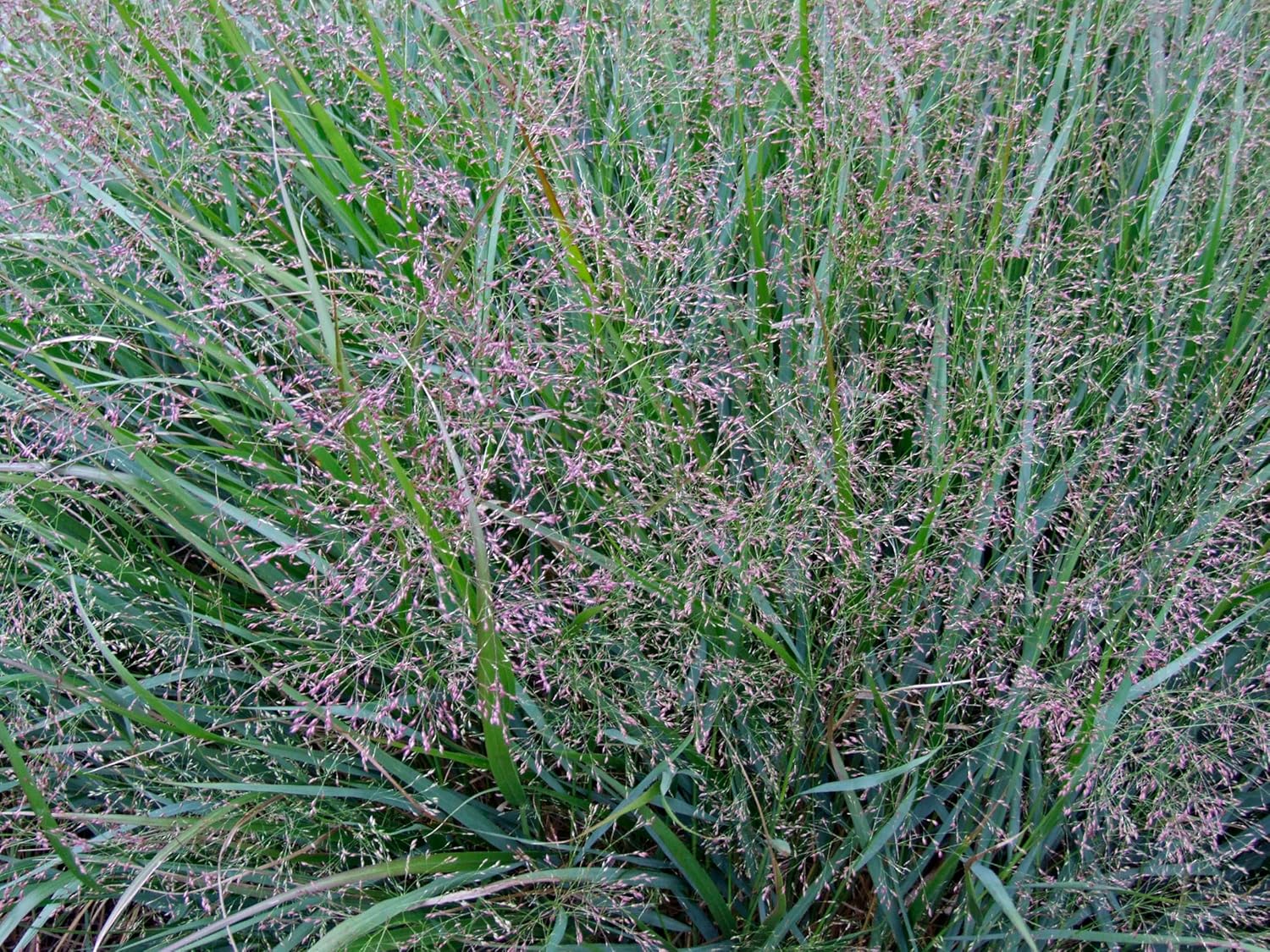 Panicum virgatum 'Warrior' / Rutenhirse