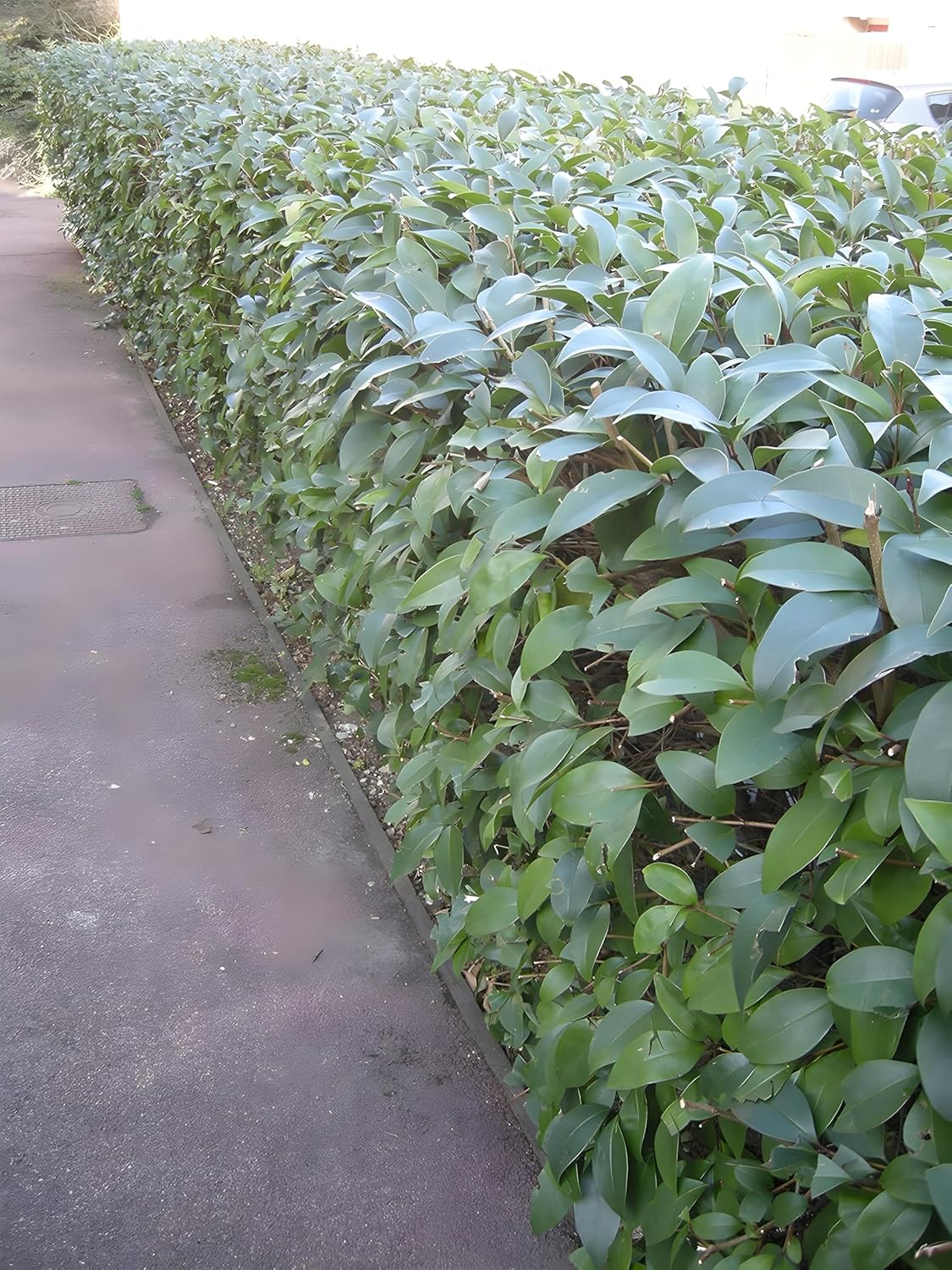 Ligustrum lucidum / Glänzender Liguster