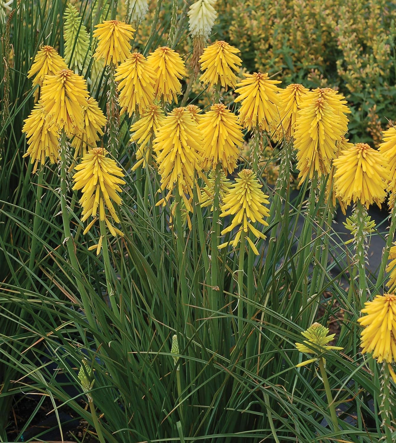 Kniphofia 'Banana Popsicle’ / Gelbe Fackellilie - Tritome