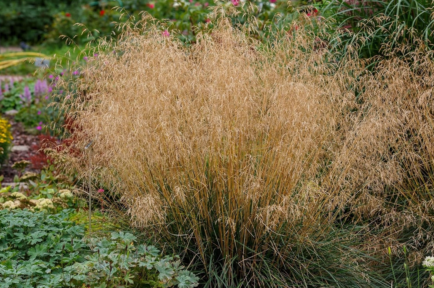 Deschampsia cespitosa 'Tauträger'  / Rasen Schmiele