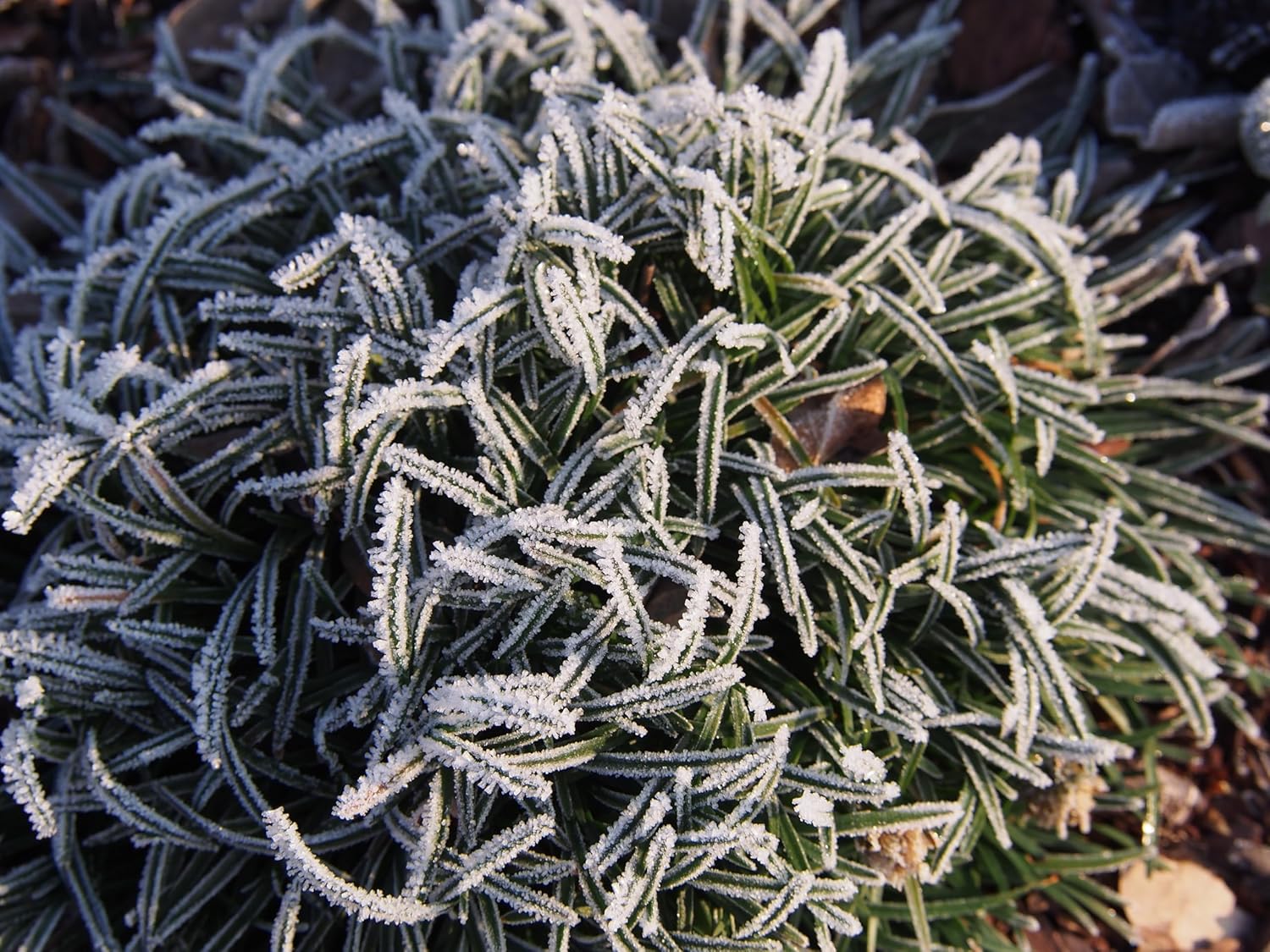 Luzula pilosa 'Igel' / Behaarte Hainsimse