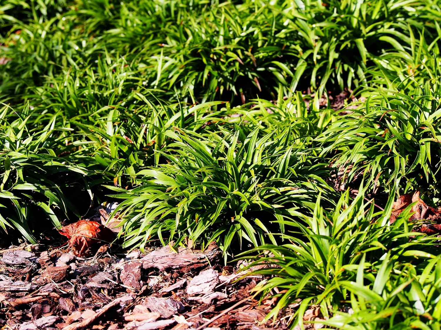 Luzula pilosa 'Igel' / Behaarte Hainsimse