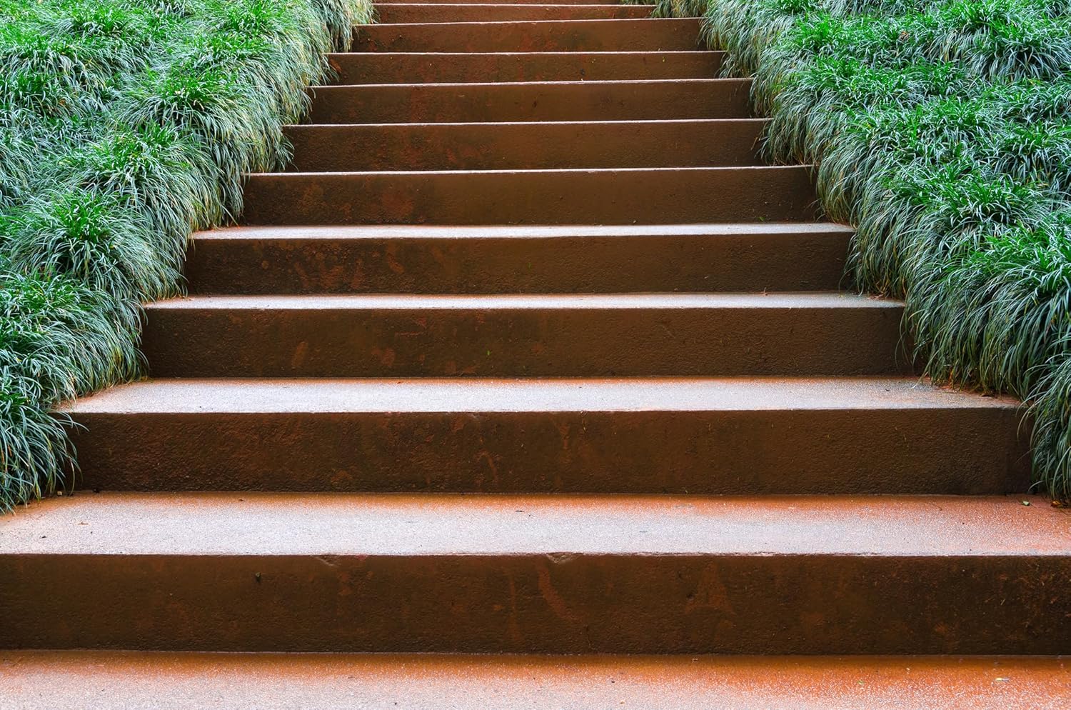 Ophiopogon japonicus / Japanischer Schlangenbart