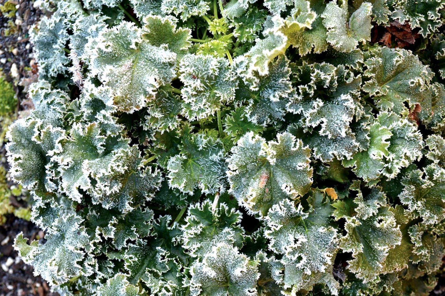 Heuchera Hybride 'Apple Crisp' / Purpurglöckchen