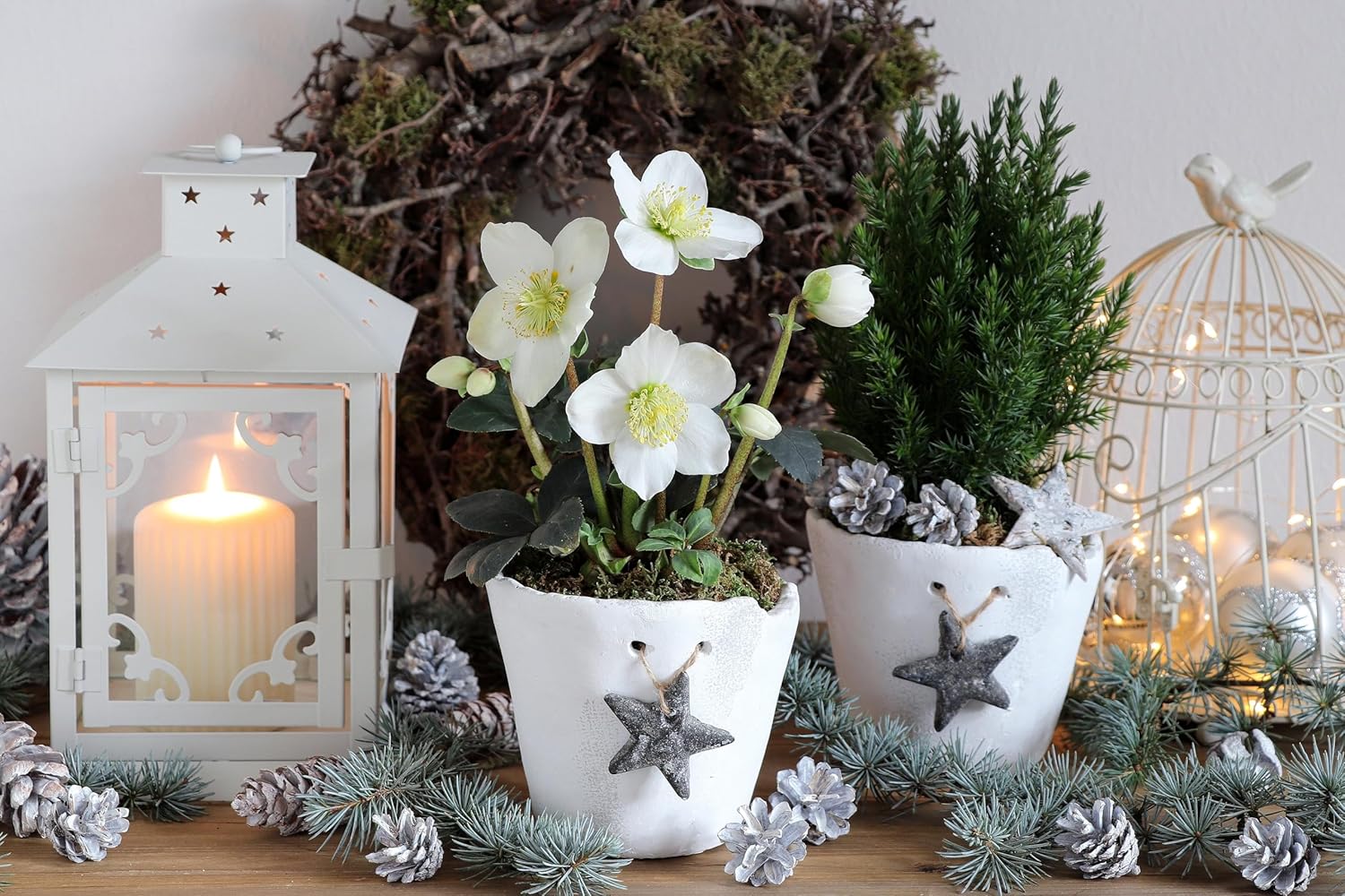 Helleborus niger 'Advent Star' / Christrose