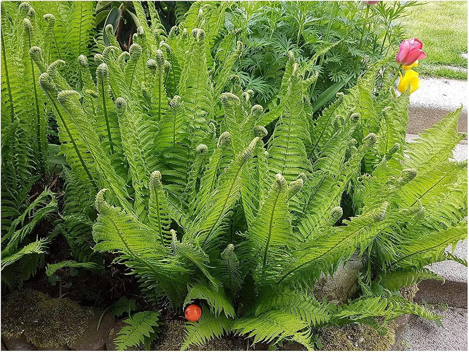 Matteuccia struthiopteris / Straußenfarn Trichterfarn