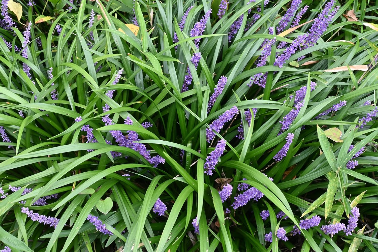 Liriope muscari 'Ingwersen' / Lilientraube