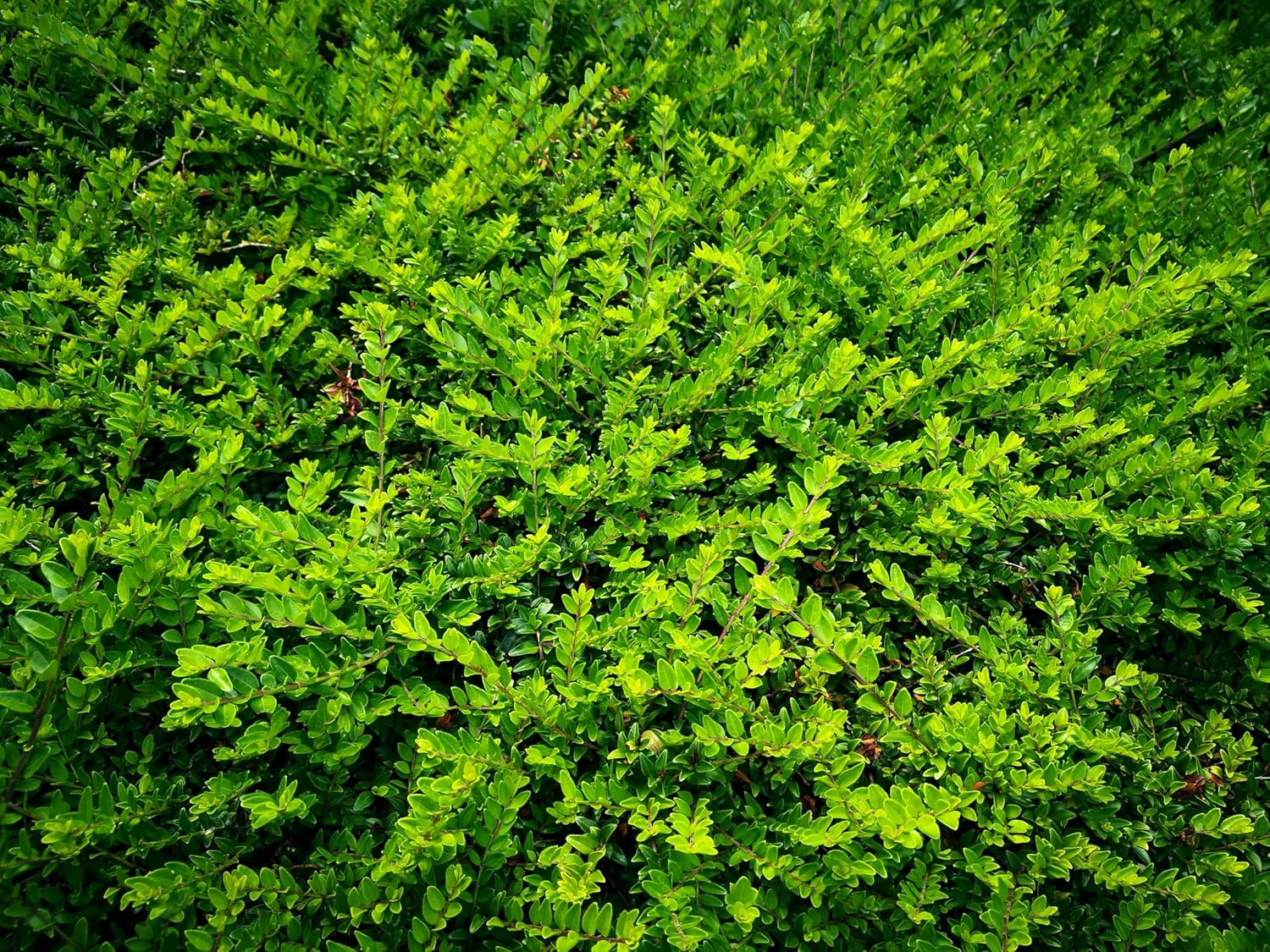 Lonicera nitida 'Maigrün‘ / Heckenmyrthe