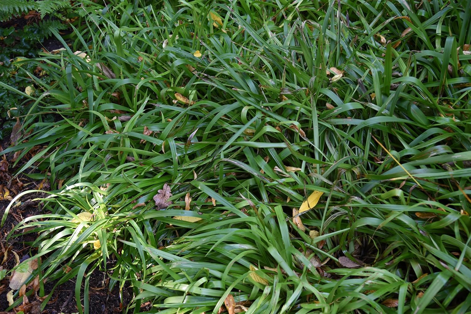 Luzula sylvatica / Wald-Marbel