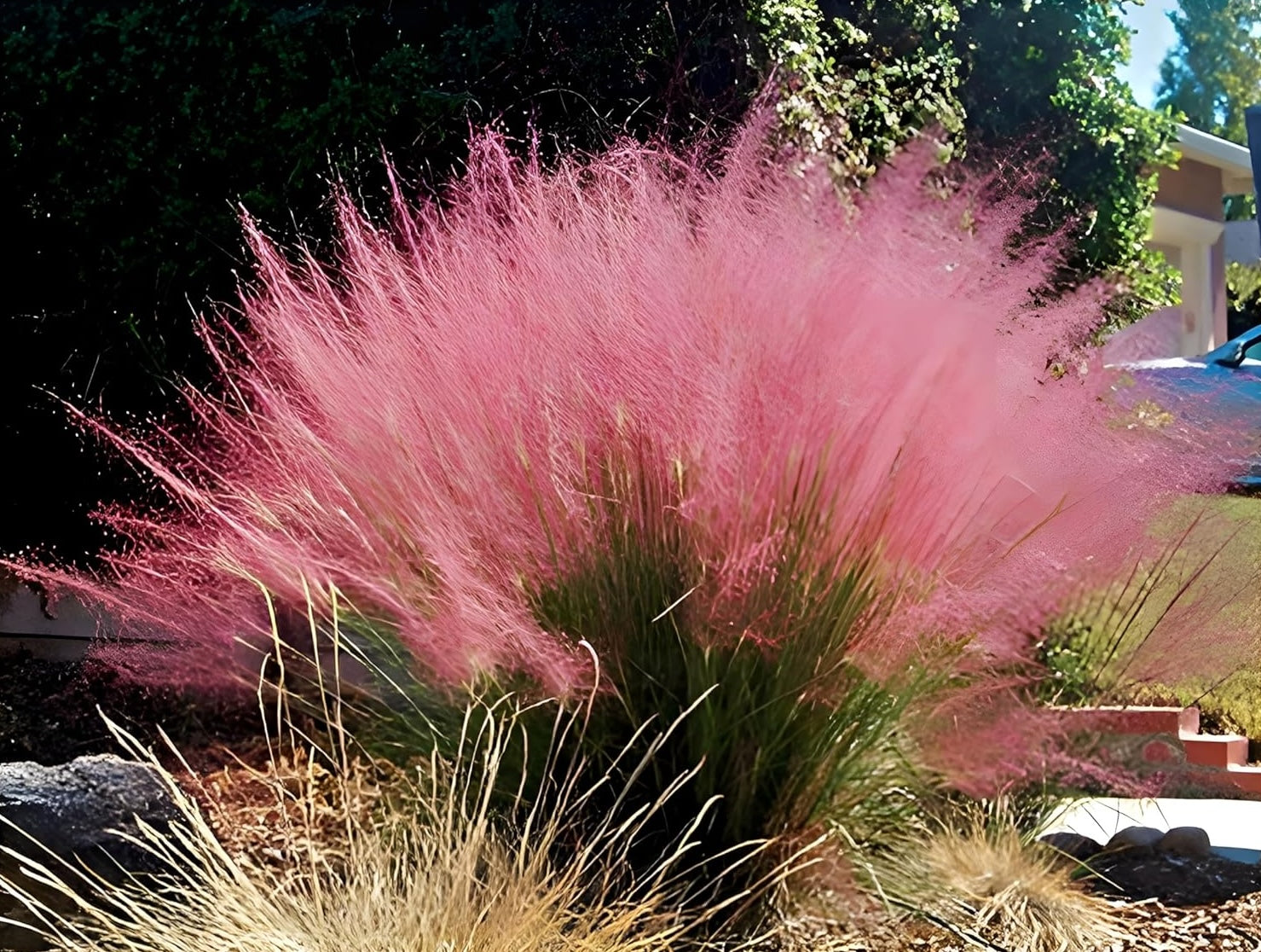 Muhlenbergia capillaris / Rosa Haargras - XXL Topf