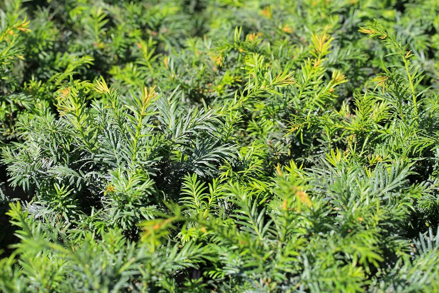 Taxus baccata 'Repandens' / Bodendeckereibe
