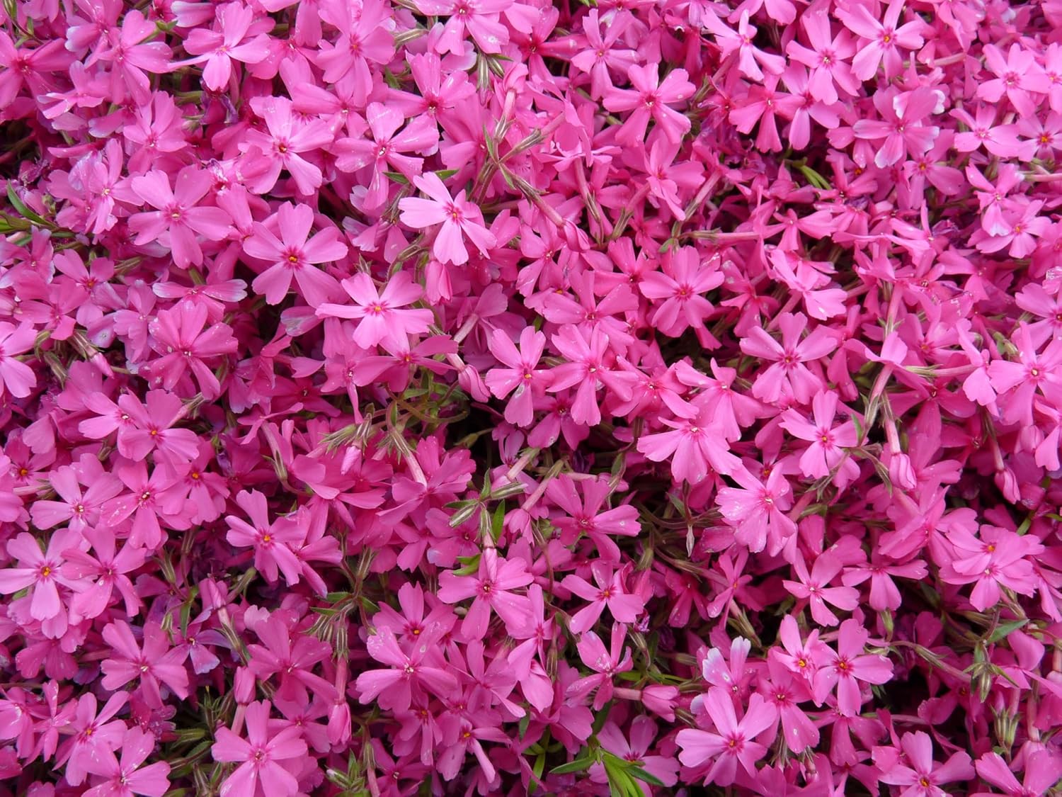 Phlox subulata 'Fabulous Rose' / Rosa Polster-Phlox