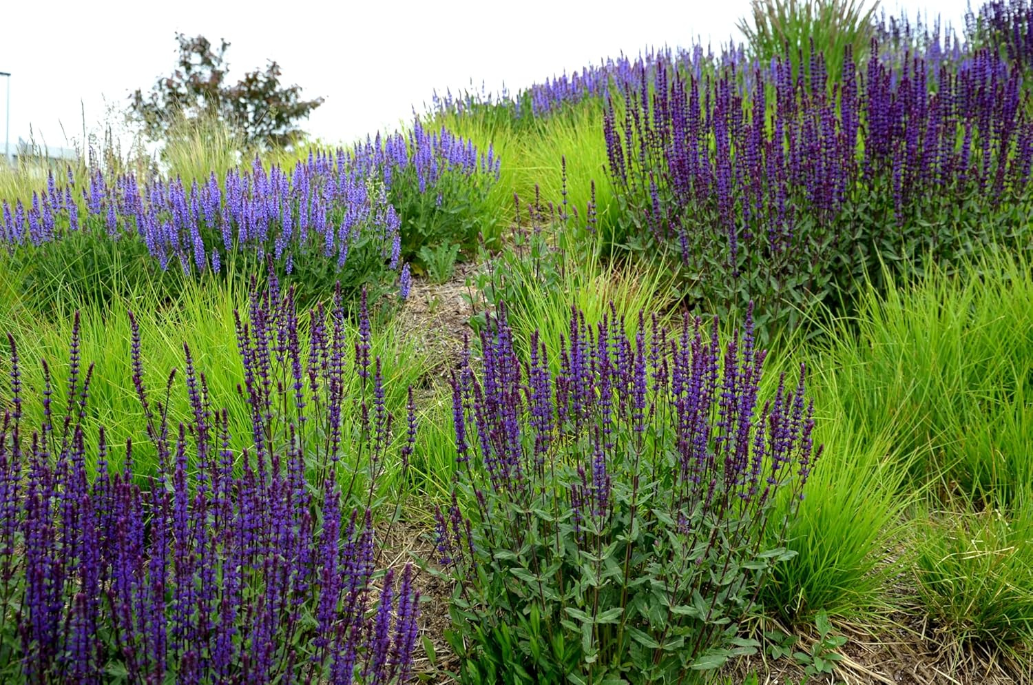 Salvia sylvestris 'Mainacht' / Blauer Pracht-Salbei